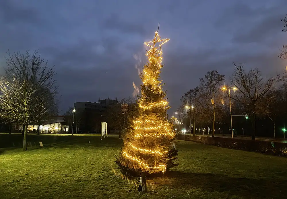 Auf einer großen Rasenfläche aufgestellter großer Weihnachtsbaum mit herumgelegter Lichtergirlande und Leuchtstern auf der Spitze