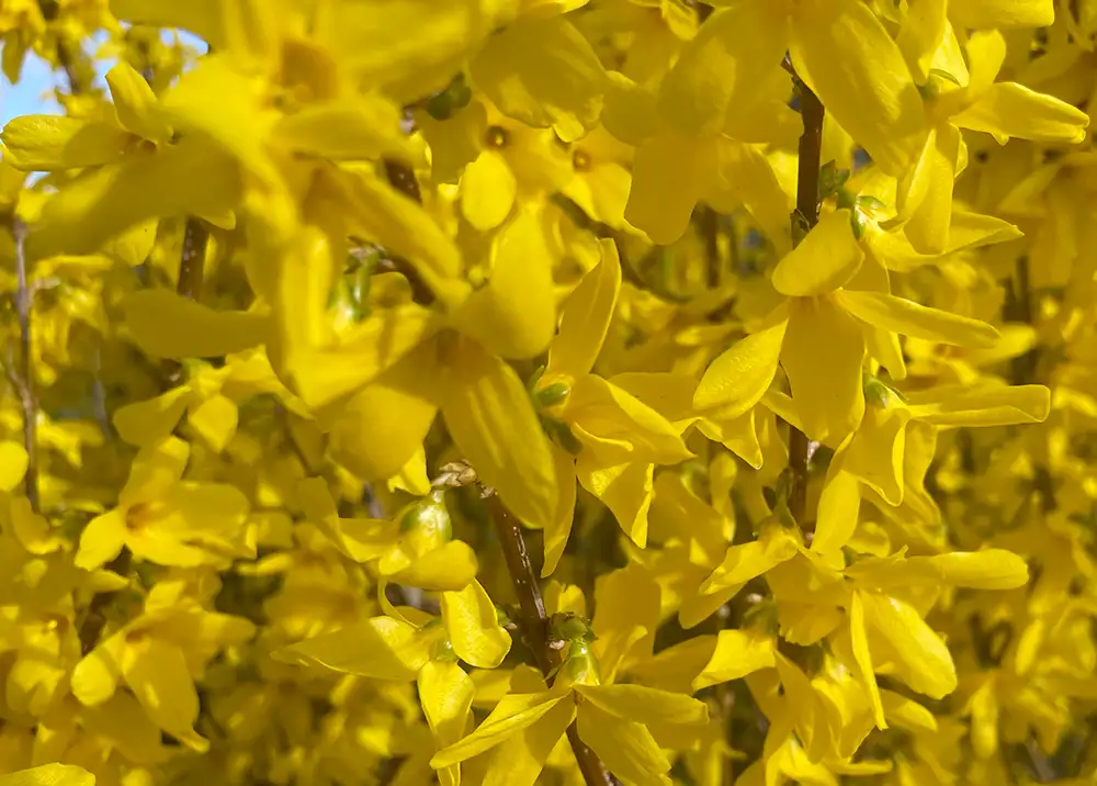 Blüten eines gelb blühenden Forsythien-Strauchs
