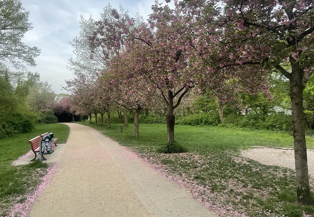 Blühende Kirschbäume an einem Parkweg