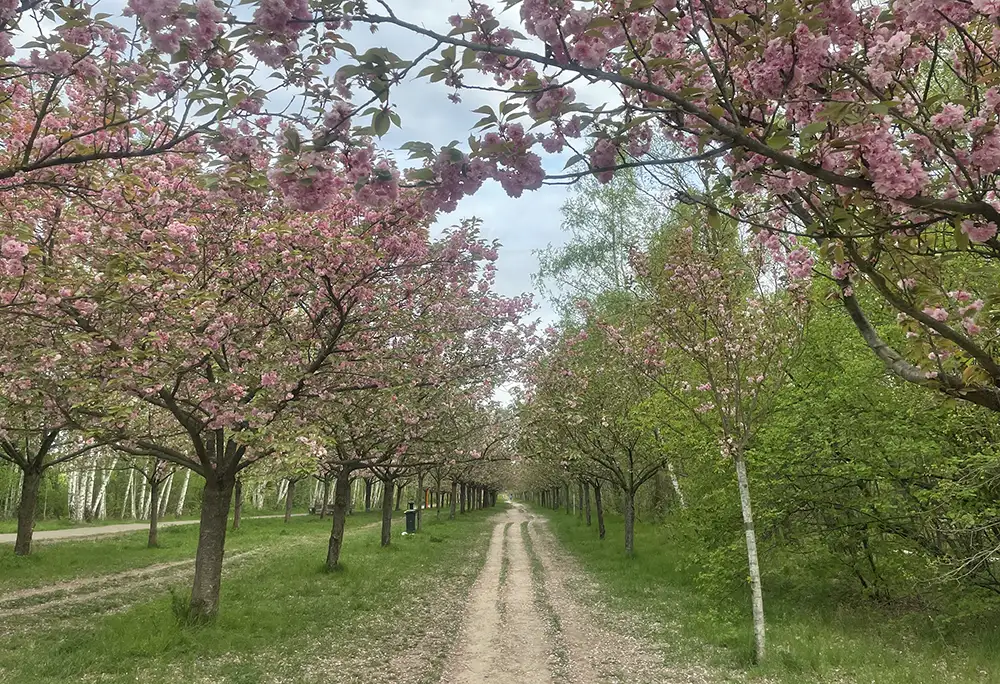 Drei lange Reihen blühender Kirschbäume an der Kirschblütenallee, dazwischen Trampelpfade