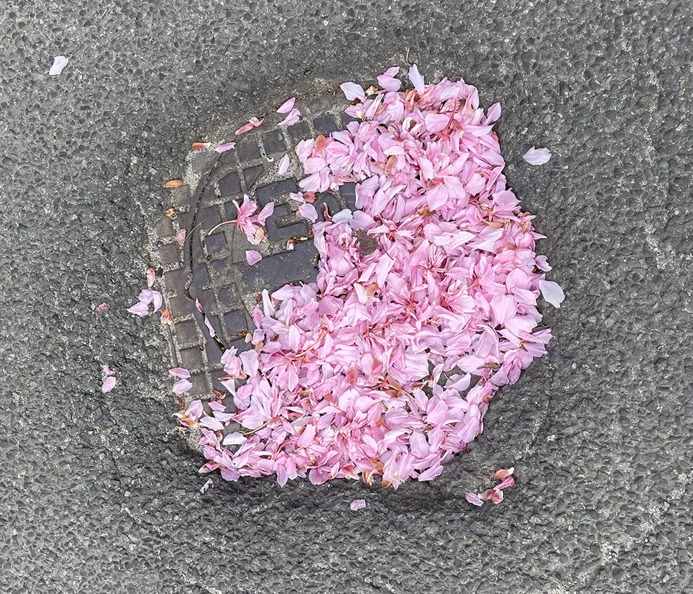 Abgefallene rosa Kirschblüten-Blätter in einer Gully-Absenkung im Asphalt