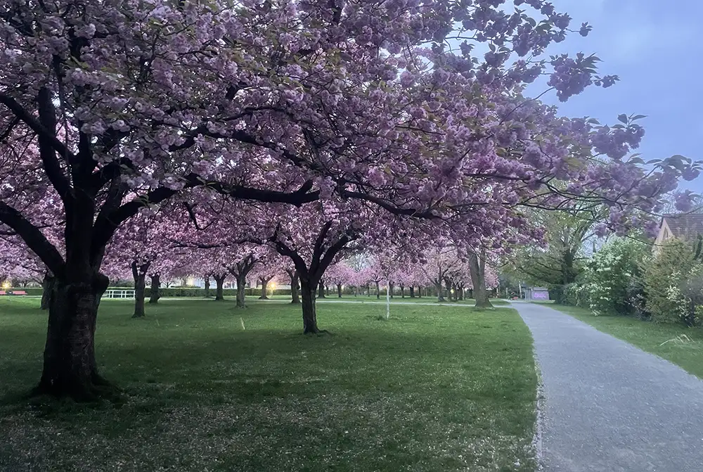 Rosa blühende Kirschbäume entlang eines Parkwegs