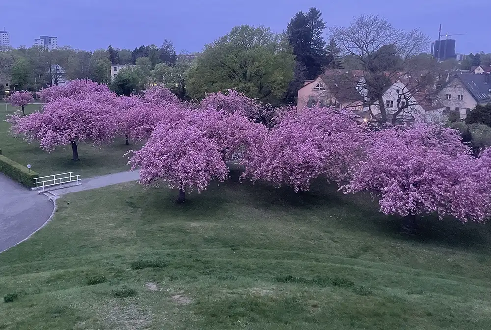 Blick von oben auf blühende Kirschbäume
