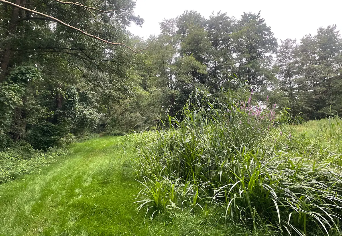 Dicht belaubte Bäume und sehr hohes Gras mit Schilf