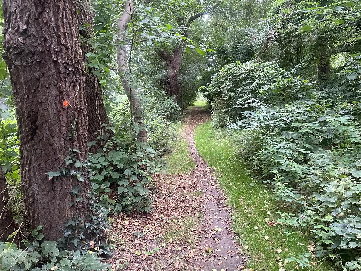 Schmaler Pfad durch einen kleinen Wald