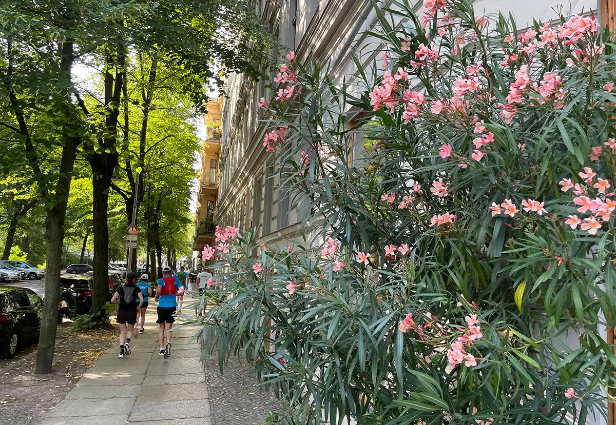Rosa blühender Oleander an einer Hauswand, im hintergrund die Laufgruppe