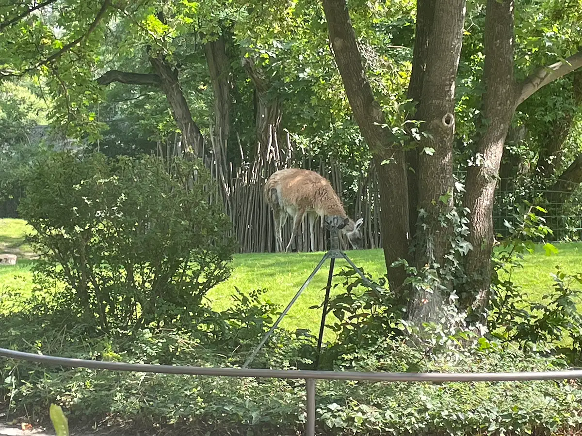 Lama oder Vikunja in einem Gehege im Berliner Zoo