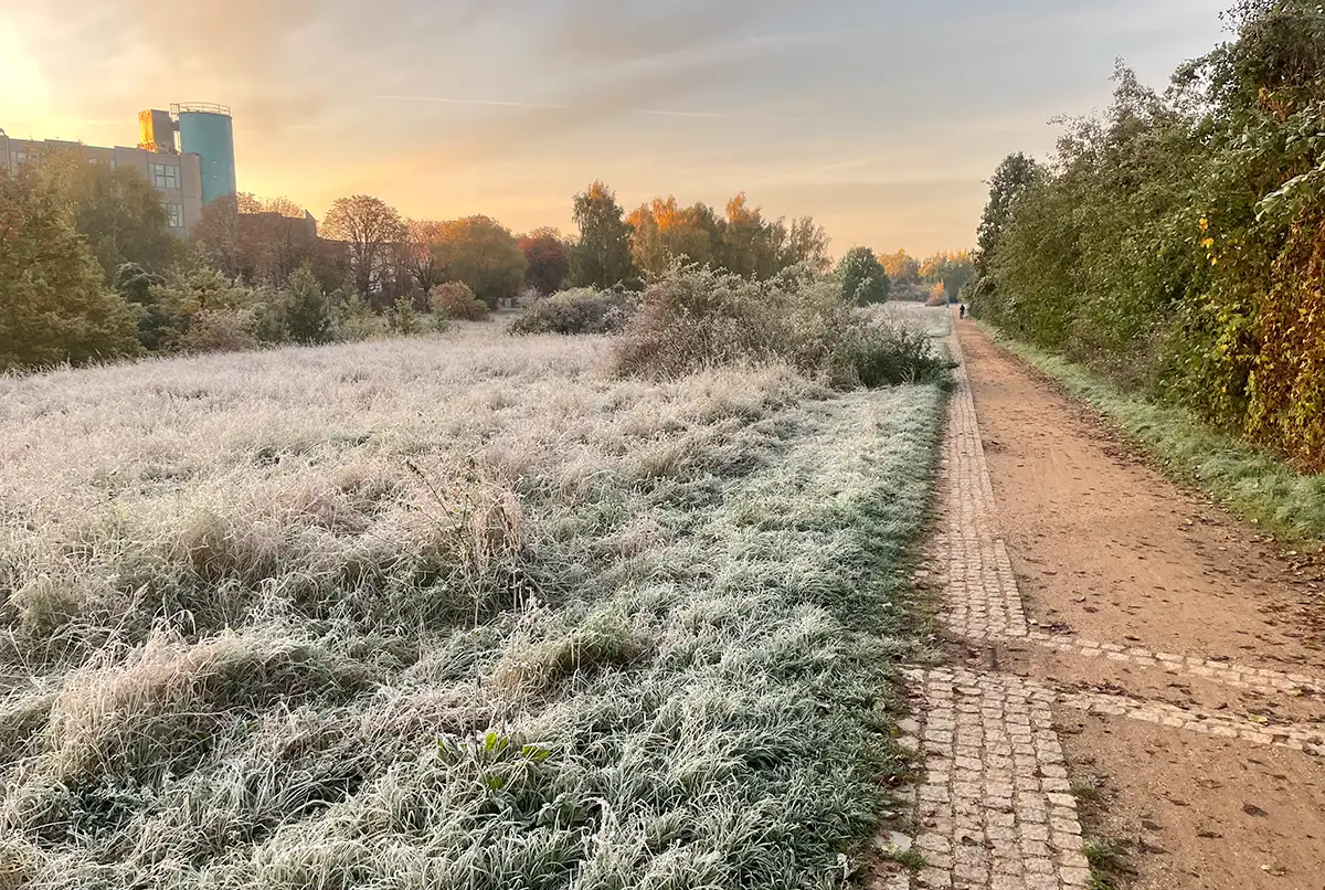 Parkweg neben einer Wiese, auf der die hochgewachsenen Gräser mit Raureif überzogen sind