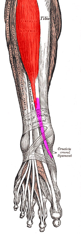 Anatomische Abbildung mit Tibialis Anterior
