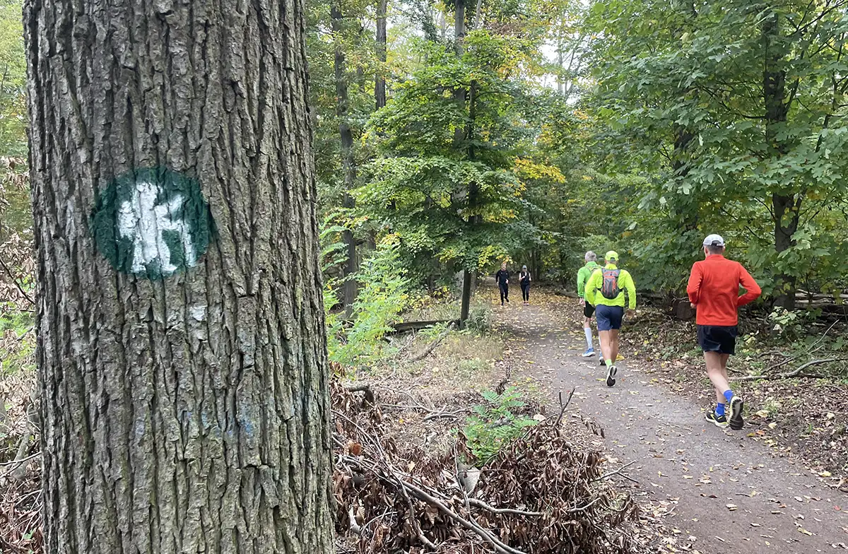3 Läufer, im Vordergrund ein Baum mit aufgesprühtem Bärensymbol