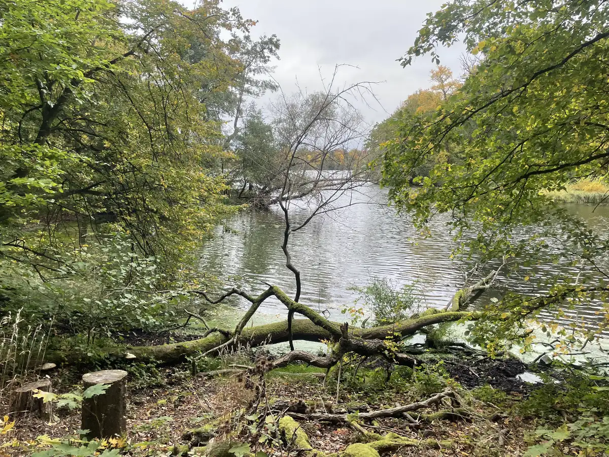 Kleine Bucht, von Bäumen und Sträuchern umgeben
