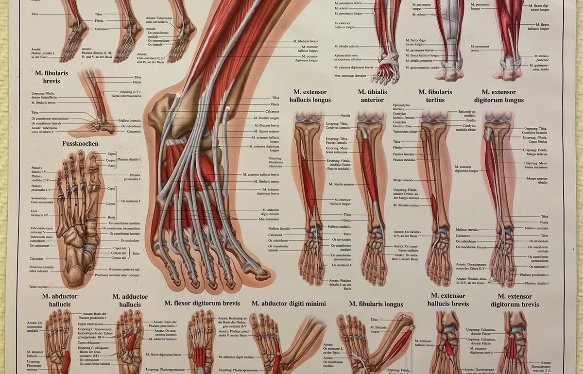 Grafik mit Fußmuskulatur