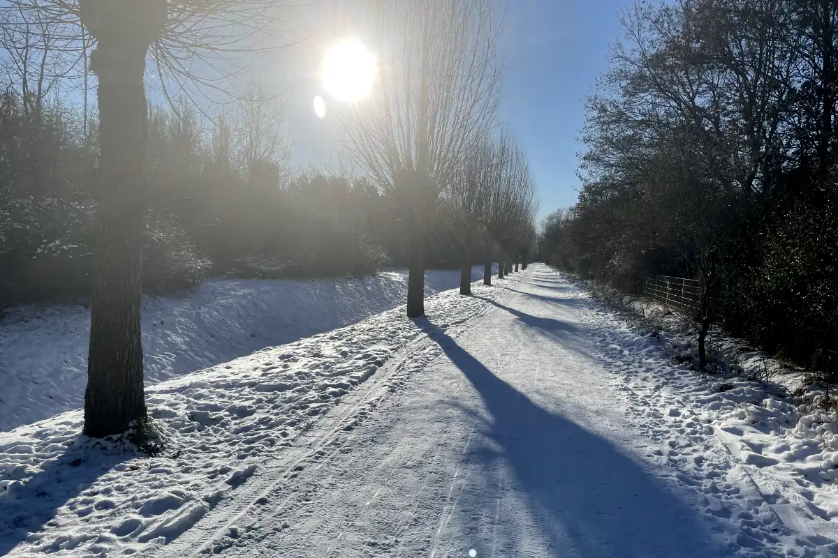 Schneebedeckter Parkweg, am Rande die schwarzen Umrisse von Bäumen durch die die Sonne scheint