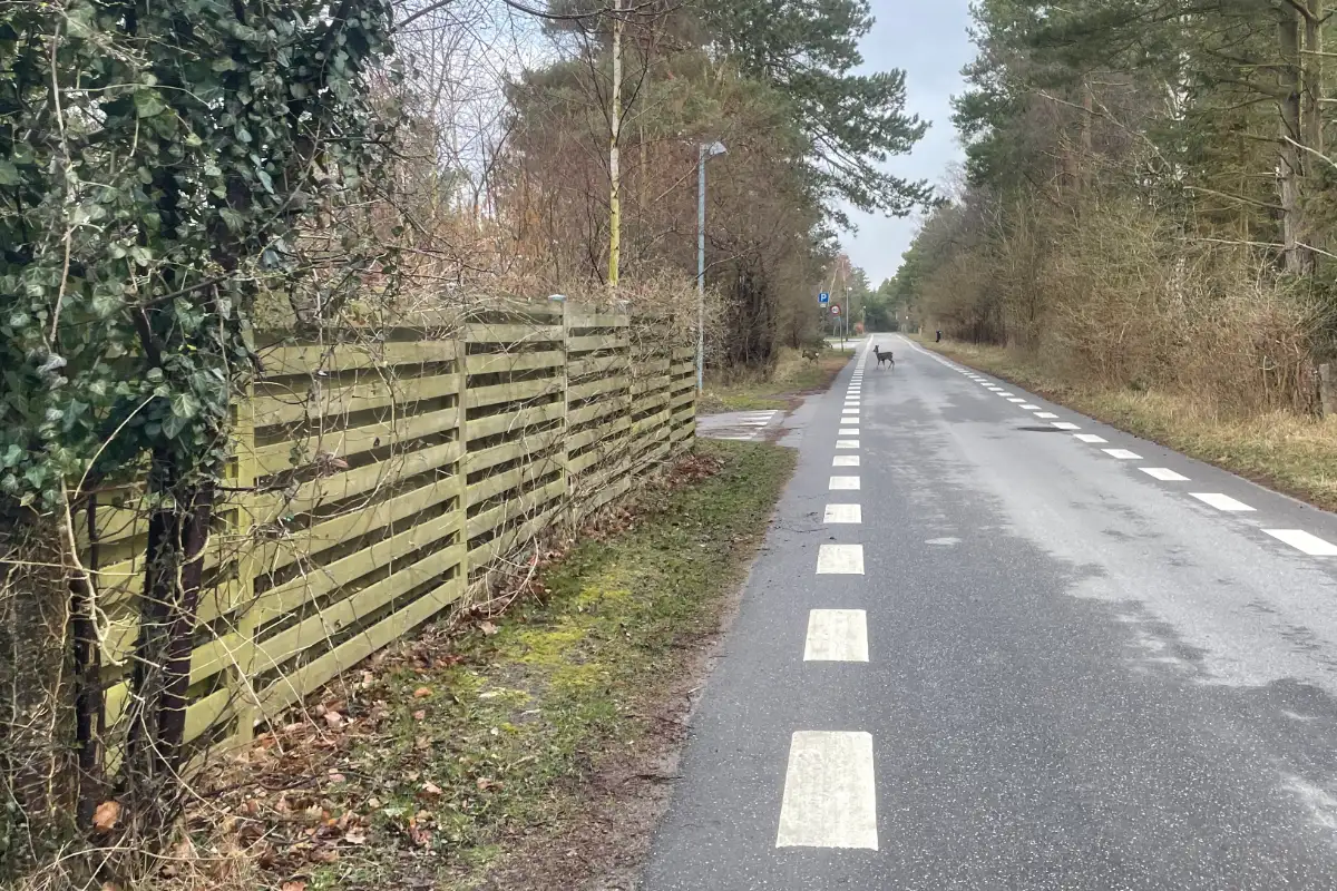 Reh auf der einsamen Straße