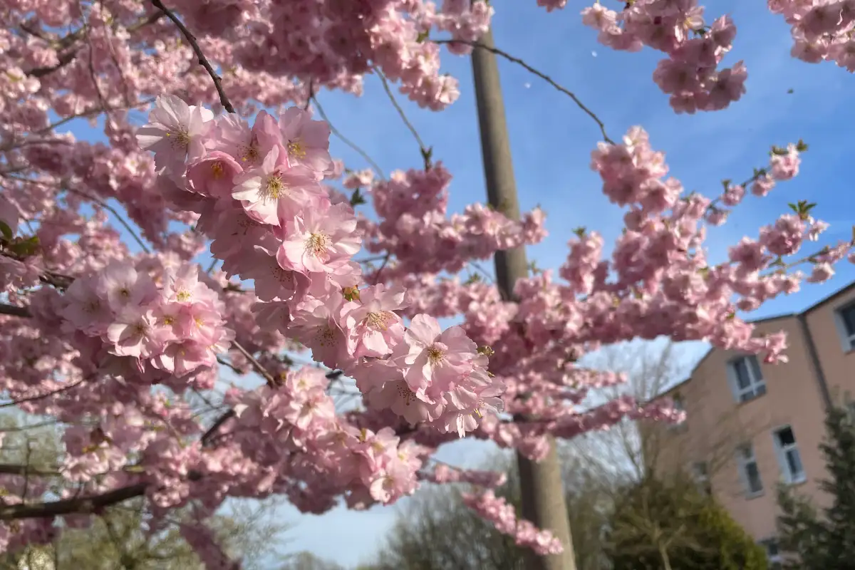 Blühende rosa Kirschblüten