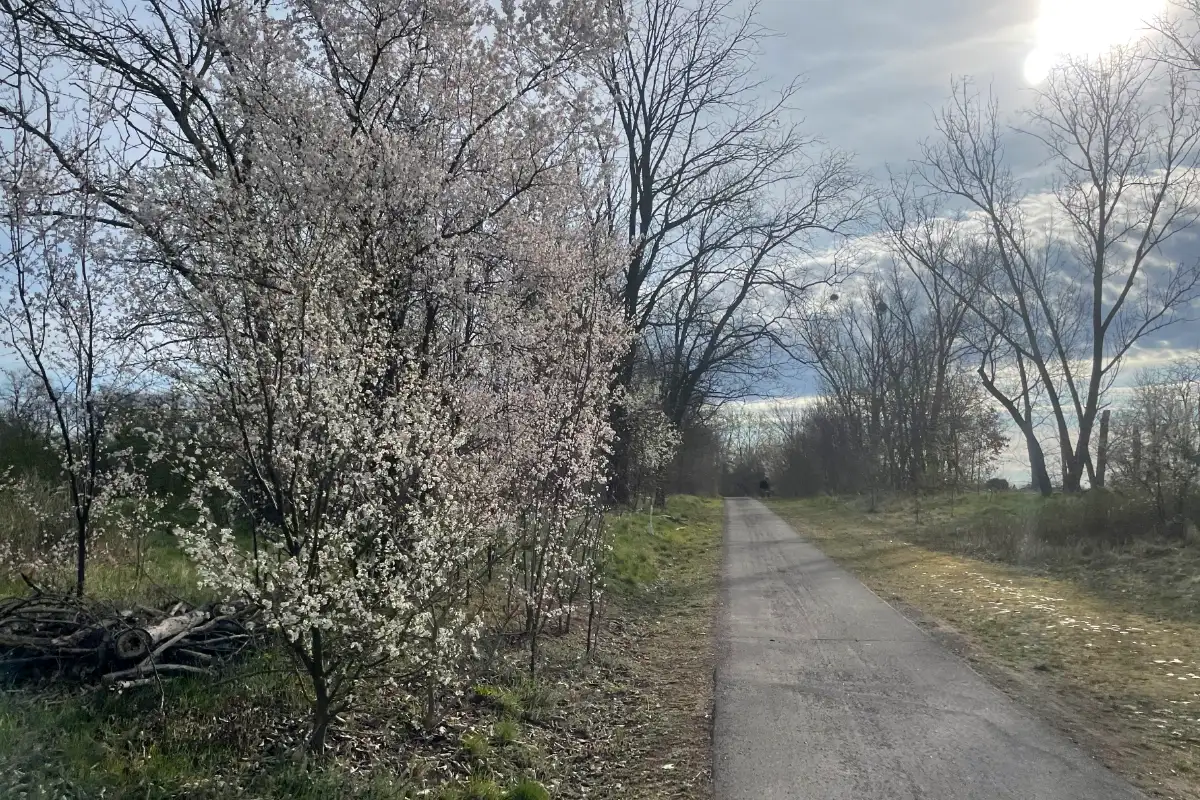 Weg zwischen Feldern, am Rand ein weiß blühender Strauch
