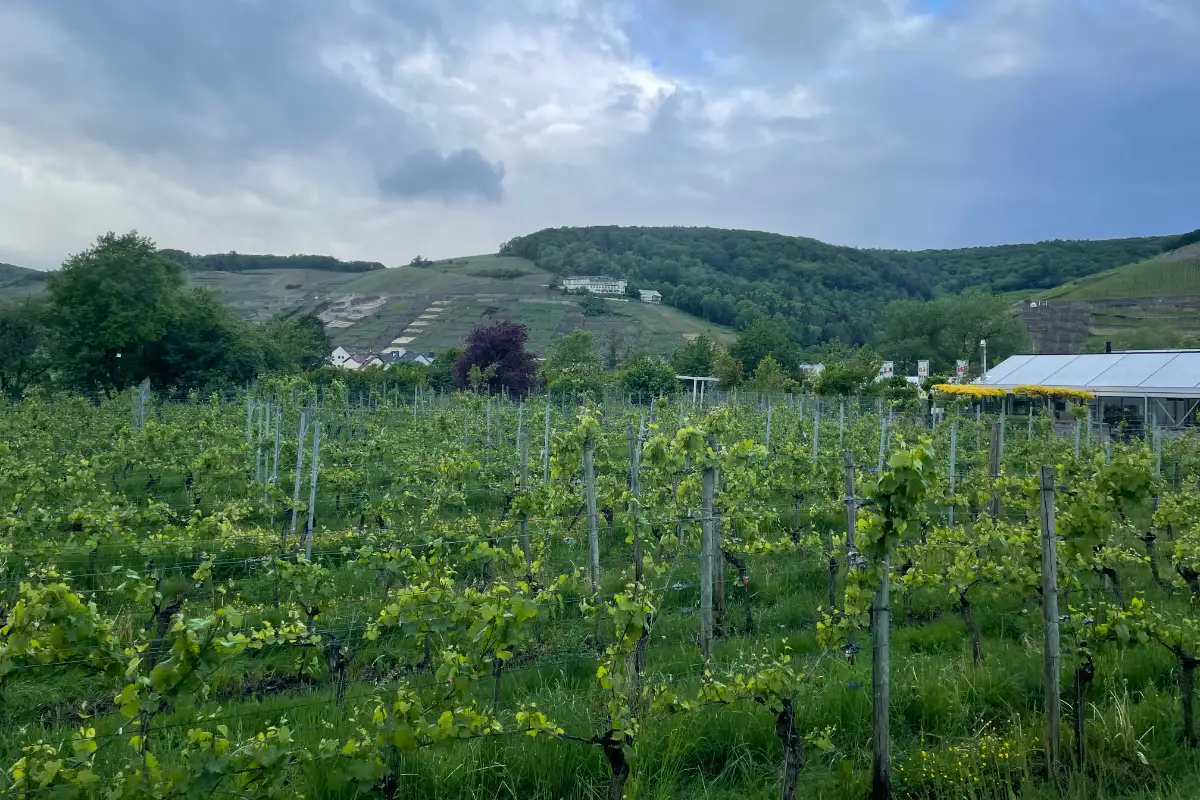 Weinanbau am Kloster