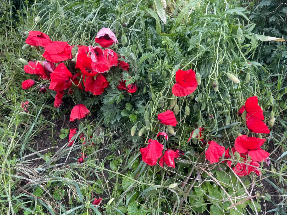 Roter Mohn, etwas niedergedrückt vom Regen