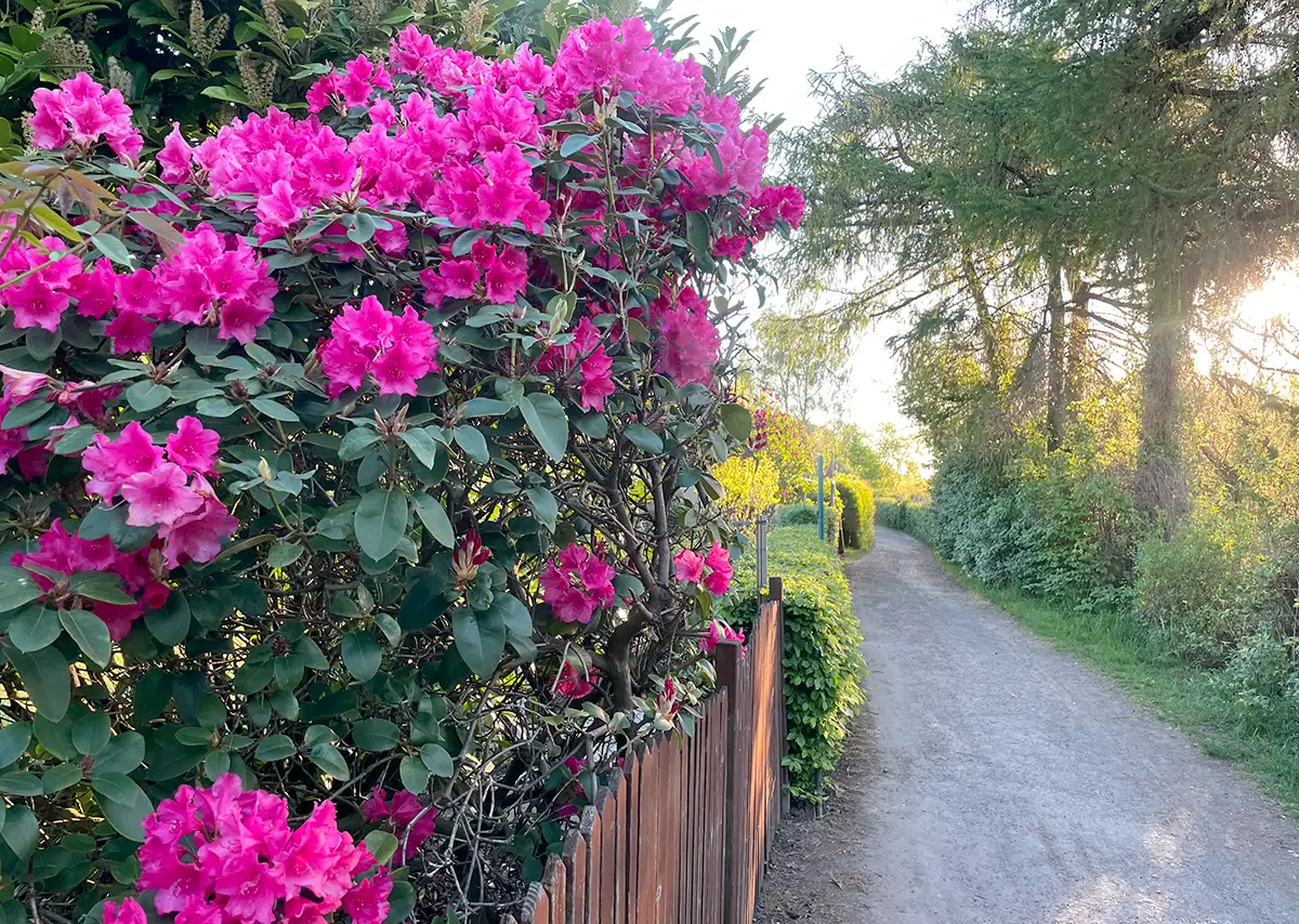 Rosa blühender Strauch an einem Weg