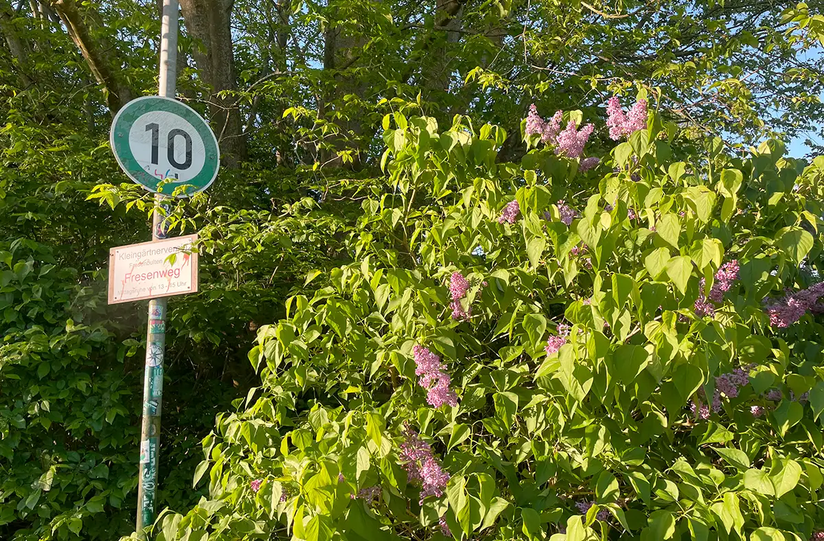 Tempo-10-Schild neben einem Fliederstrauch