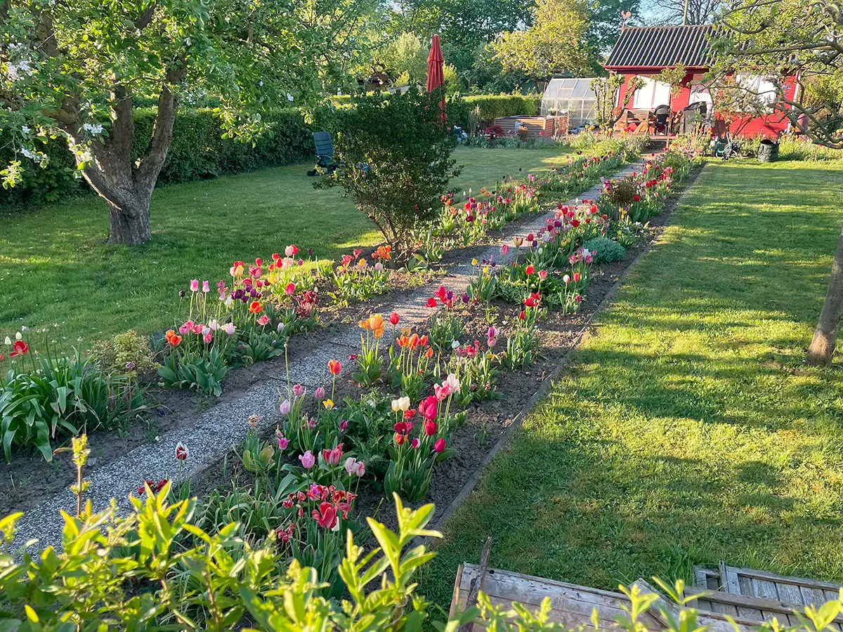 Kleingarten mit üppigen Tulpenbeeten entlang des Weges zum Haus