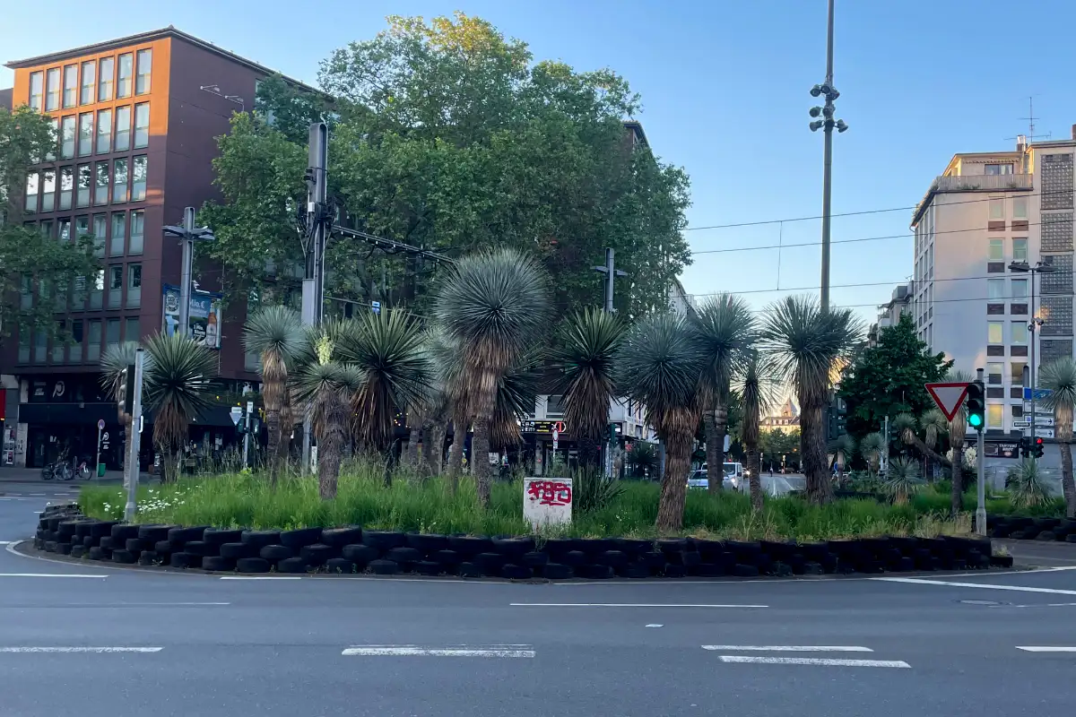 Viele große Palmen auf einer Verkehrsinsel in der Innenstadt