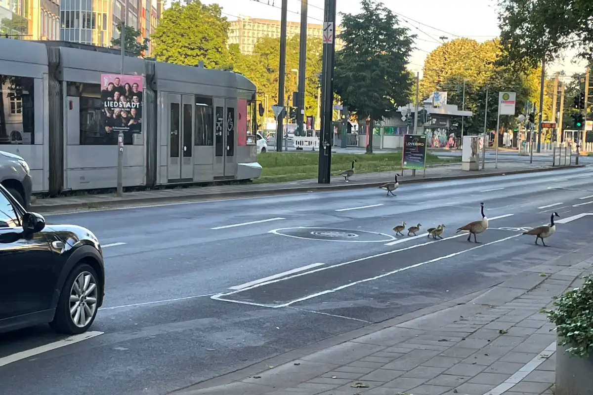 Eine Gänsefamilie überquert die Straße während die Autos geduldig warten