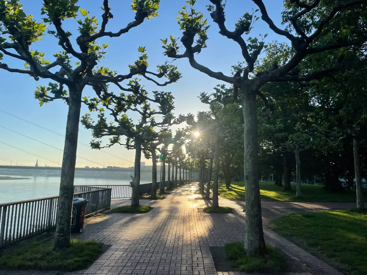 Uferpromenade mit beschn ittenen Platanen im morgendlichen Gegenlicht