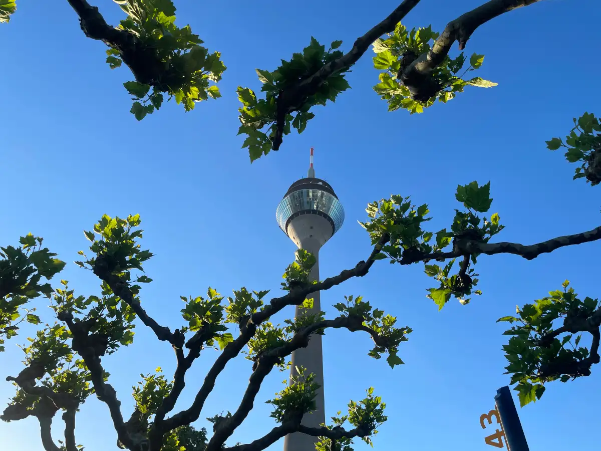 Blick durch die Platanen hinauf zum Rheinturm