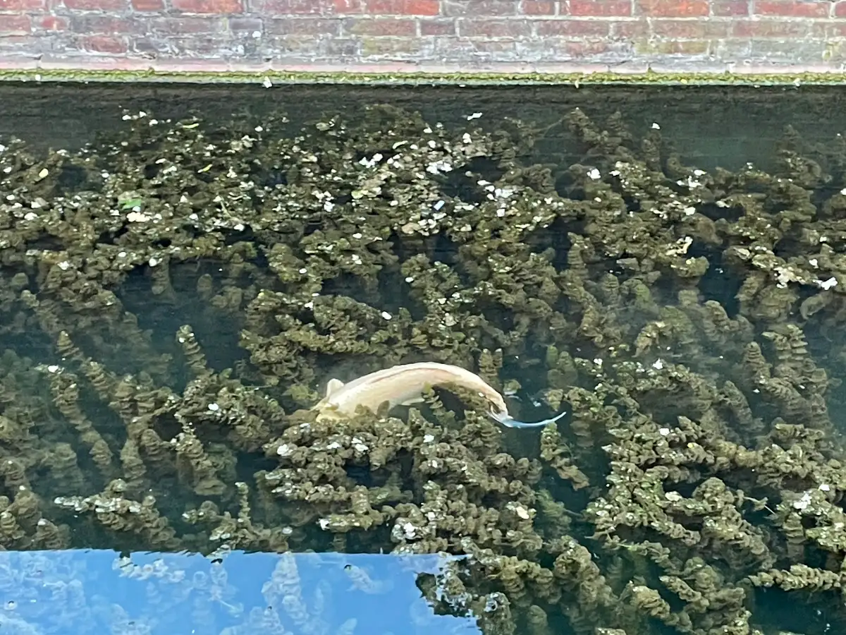 Großer Fisch in der Düssel
