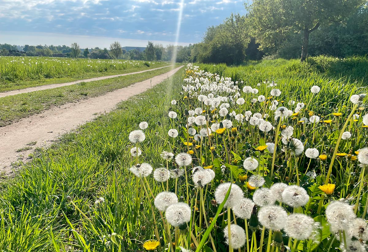 Löwenzahn am Wegesrand