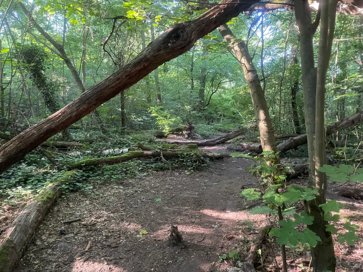 Wilder Wald mit einem kaum erkennbaren Pfad zwischen umgestürzten Bäumen und Ästen