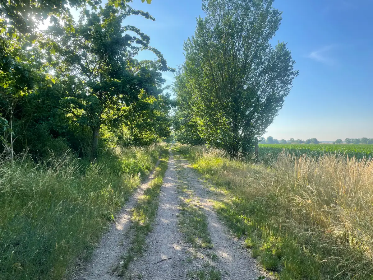 Schmaler Weg zwischen Baumreihen neben einem Feld, die sonne scheint stark