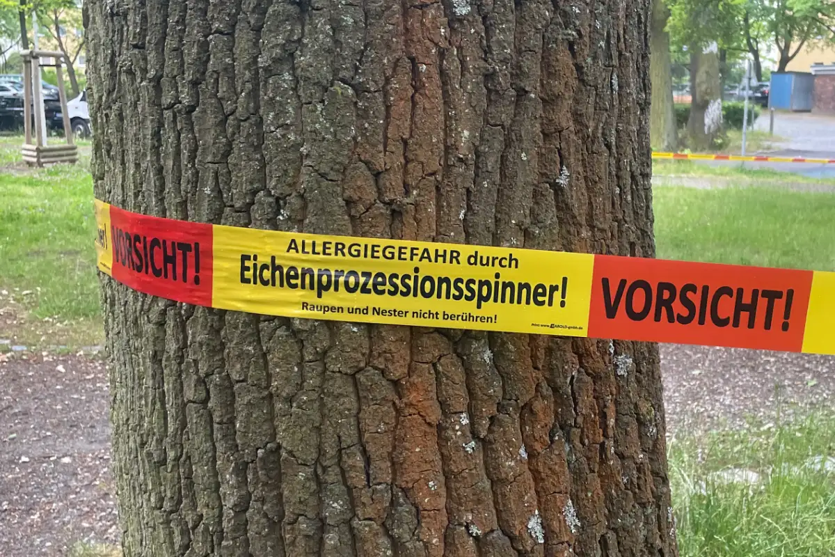 Rot-gelbes Warnband um einen Eichenstamm: Allergiegefahr durch Eichenprozessionsspinner! Raupen und Nester nicht berühren!