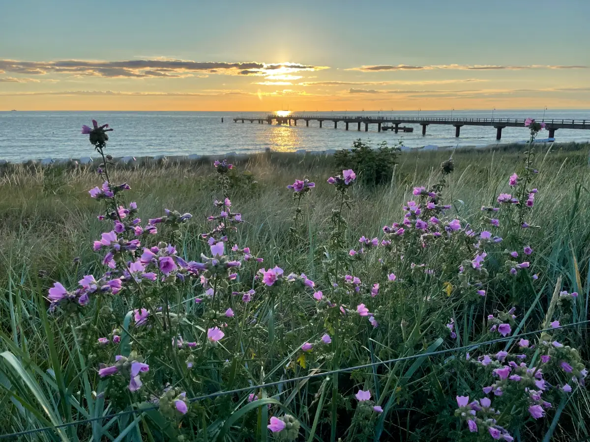 Lila Blumen an der Promenade, im hintergund die Seebrücke mit aufgehender Sonne