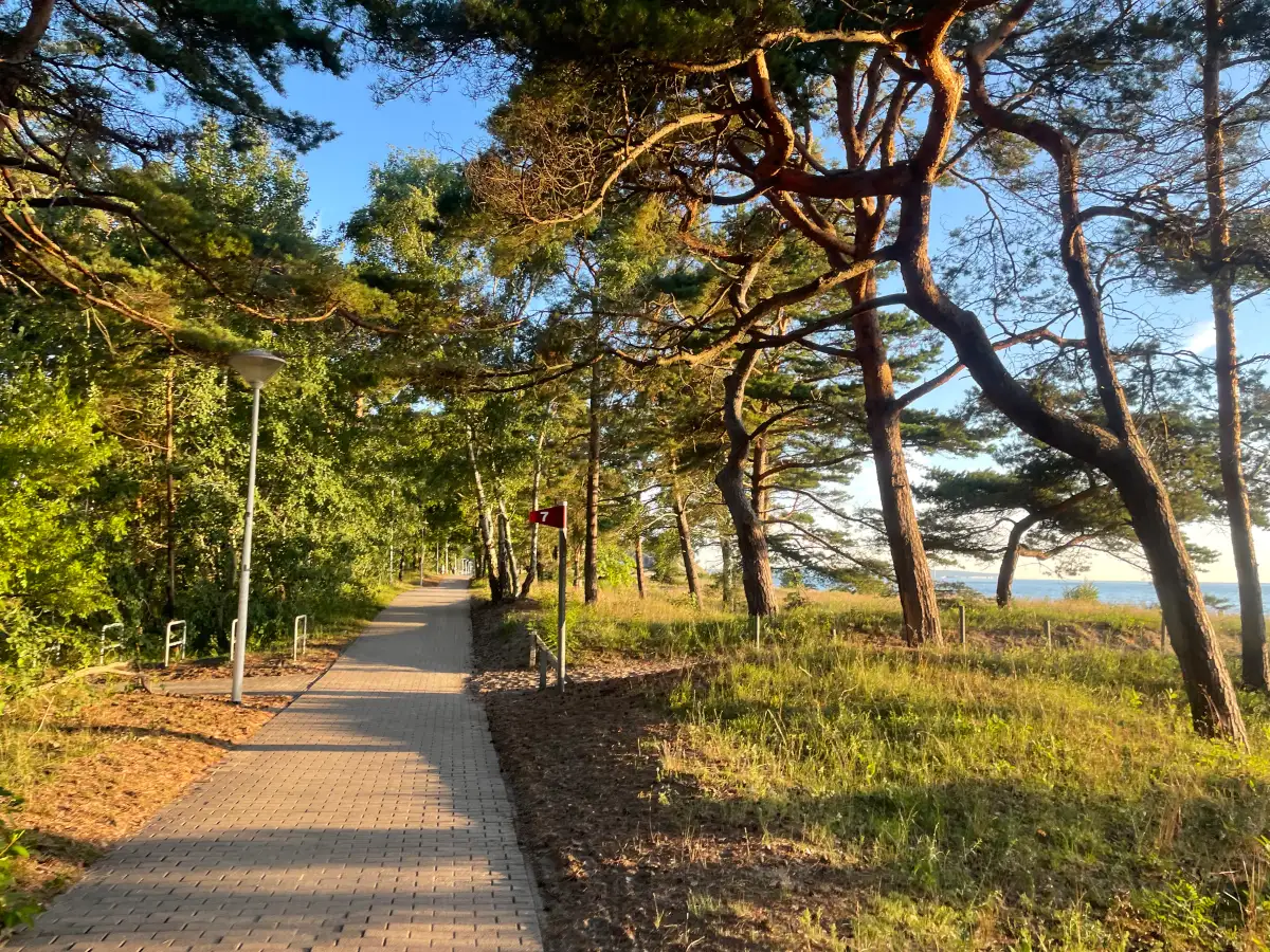 Sonnige Bernsteinpromenade mit Kiefern