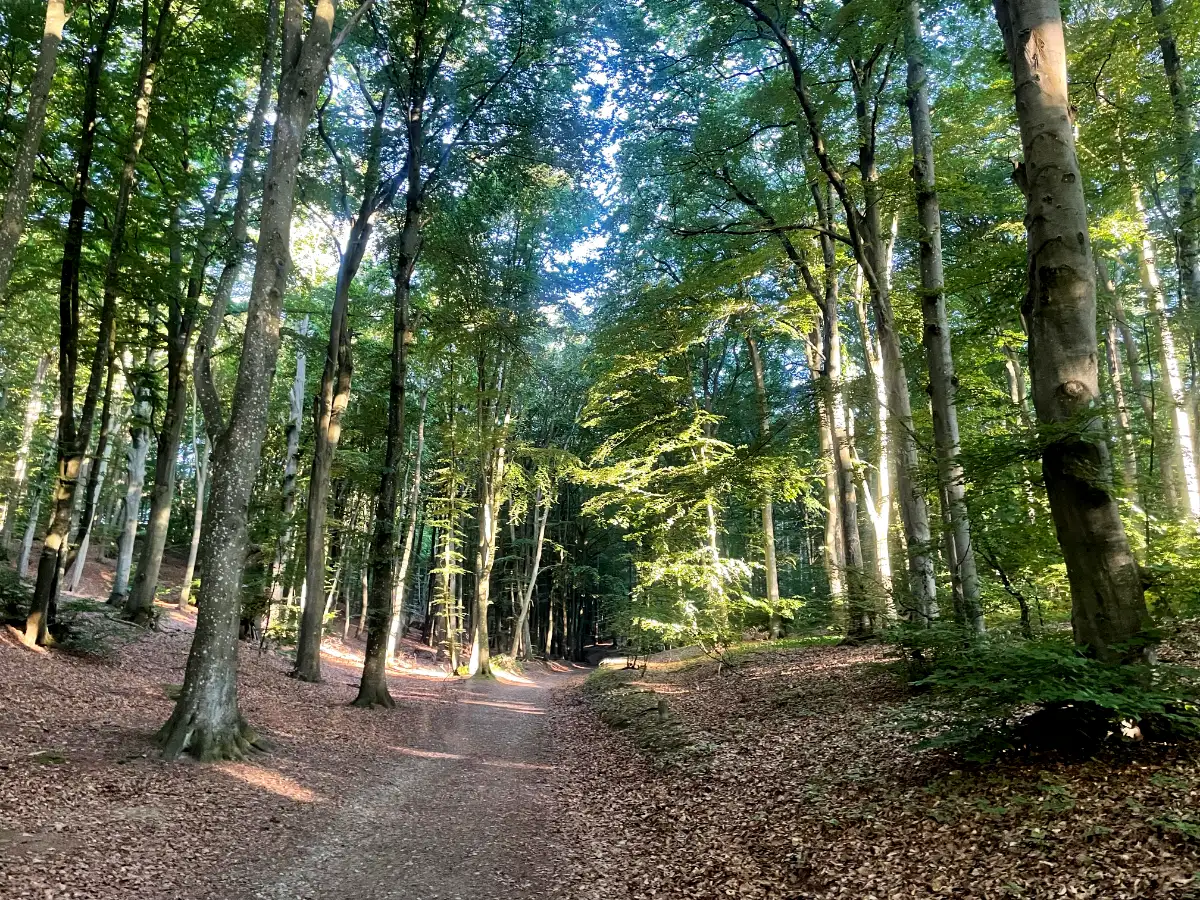 Weg durch den sonnigen Wald