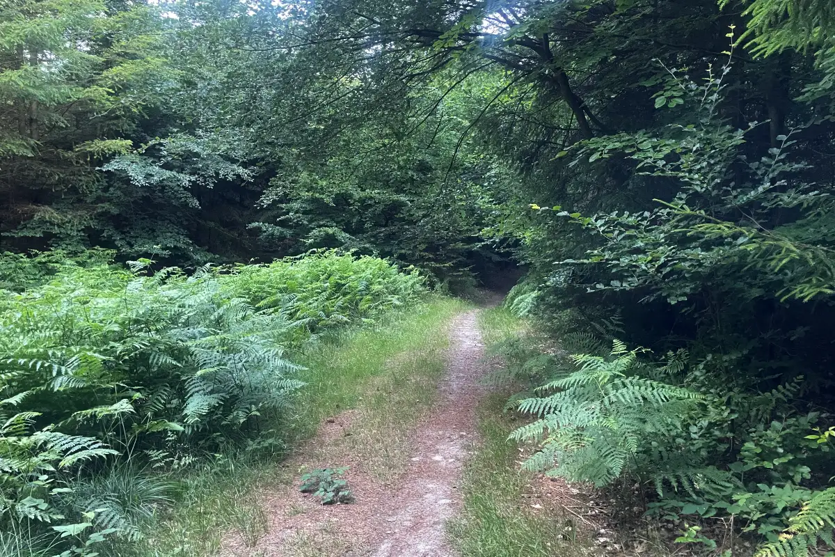 Sehr schmaler Pfad durch den Wald