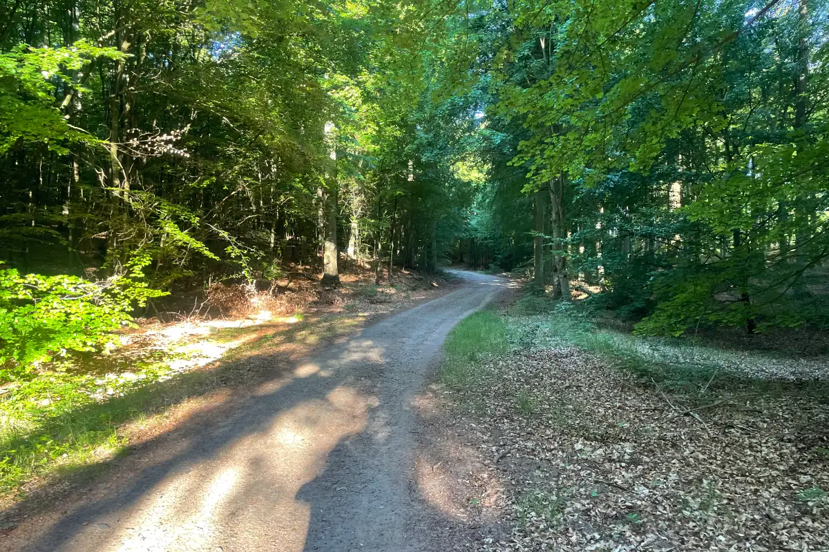 Breiter Weg durch den Wald