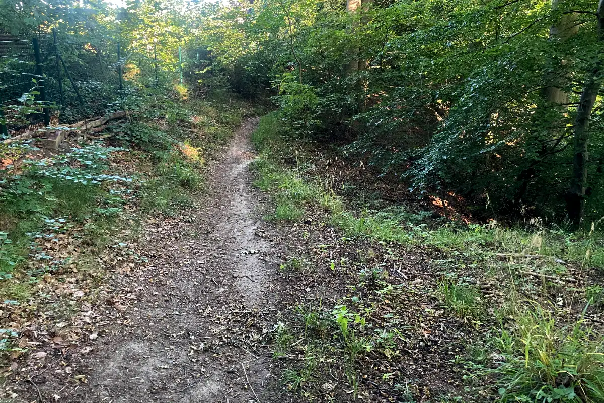 Schmaler Trampelpfad im Wald