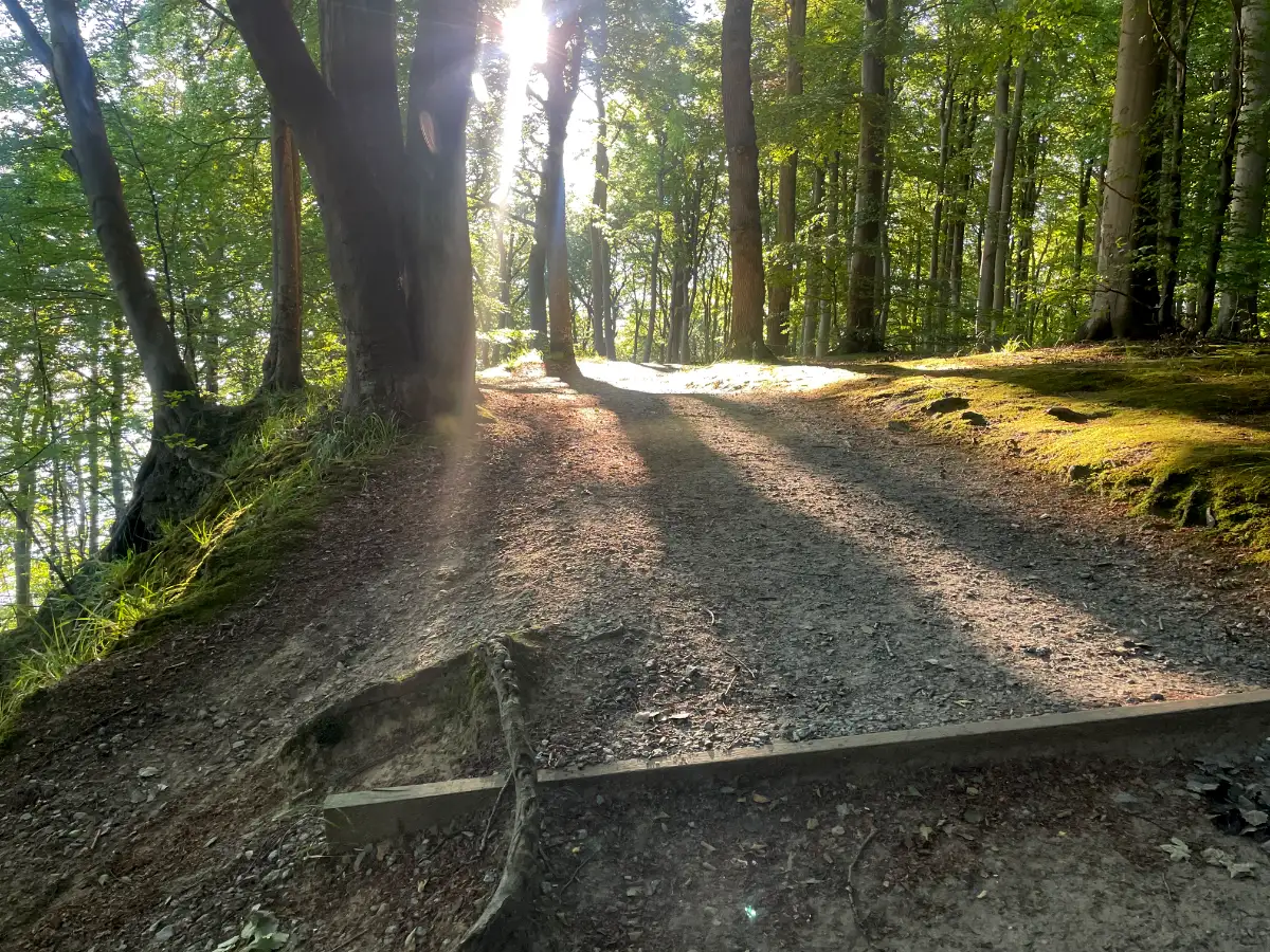 Sonne scheint durch die Bäume am Hochufer
