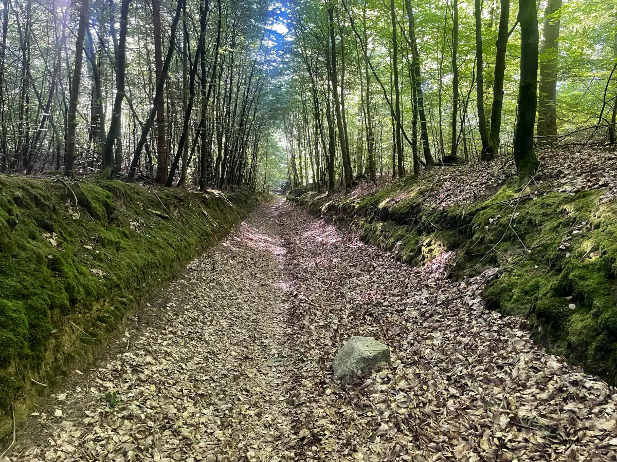 Blätterbedeckter Hohlweg durch den Wald