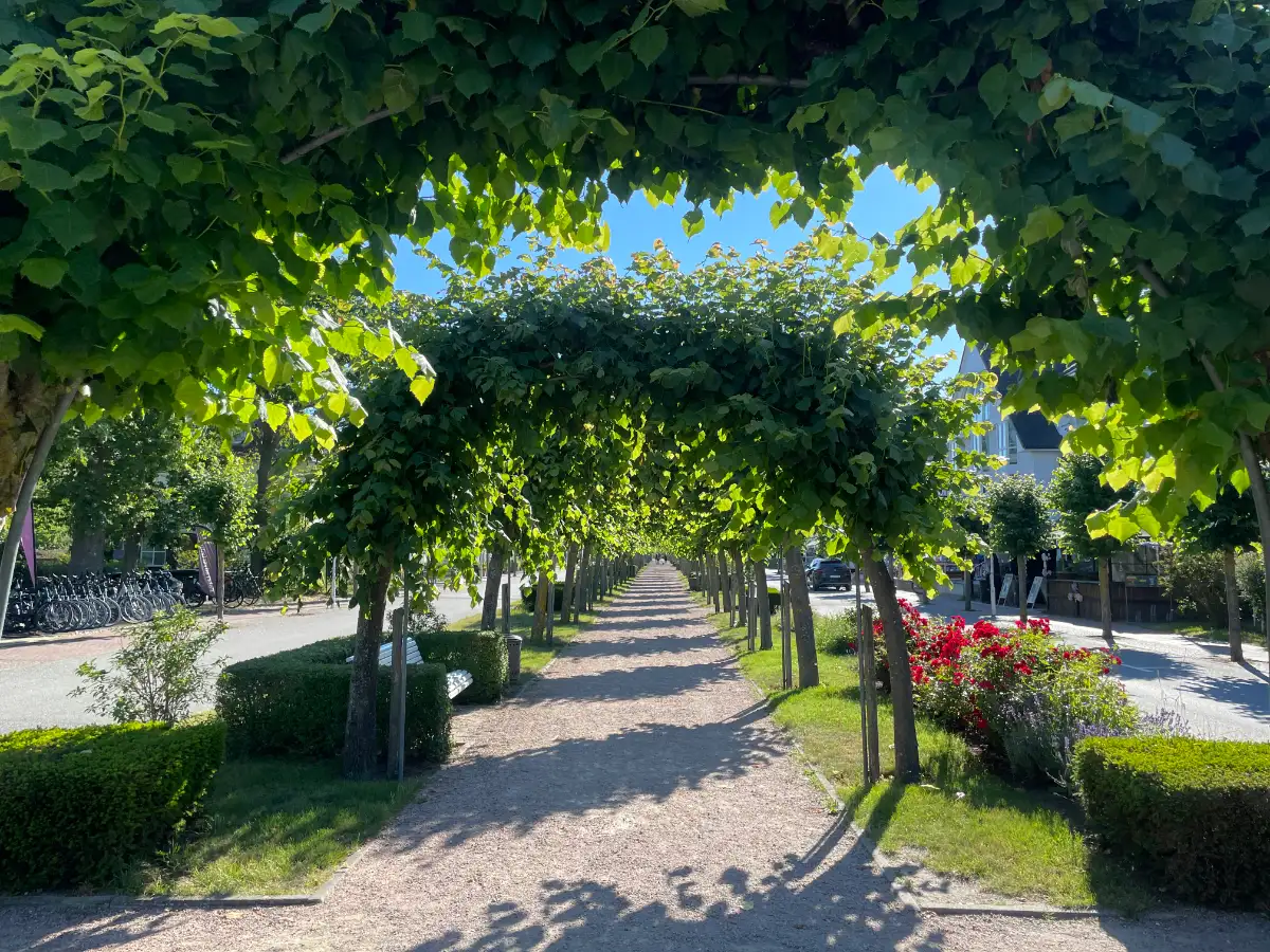 Langer Laubengang in der Mitte der Strandstraße in Baabe