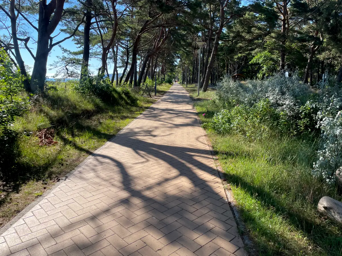 Schatten der Kiefern auf der sonnigen Bernsteinpromenade