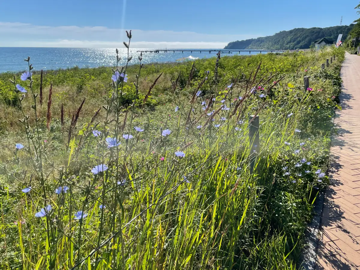 Blumen am Rand der Promenade, im Hintergrund die Seebrücke von Göhren