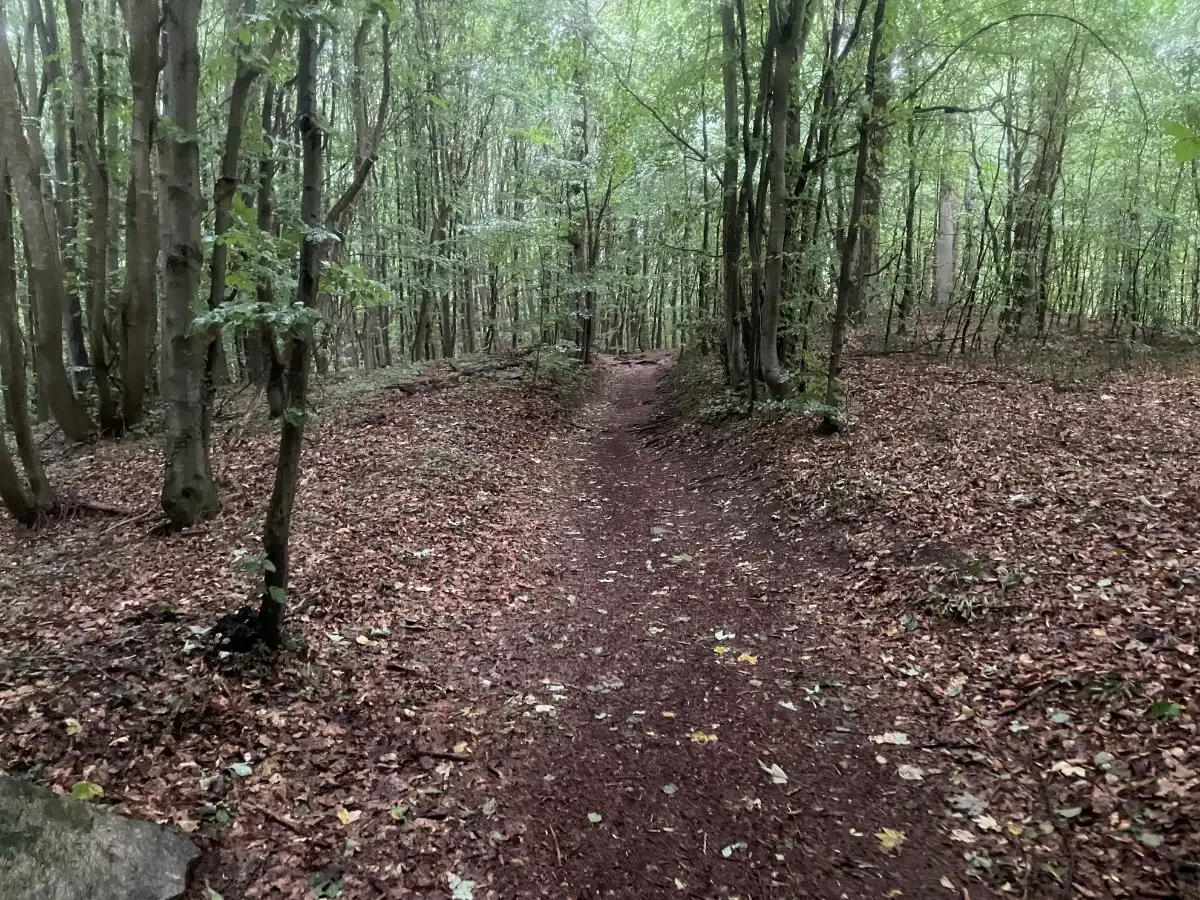 Schmaler Waldpfad