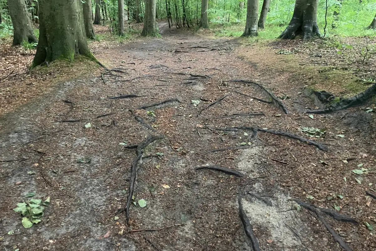 Herausstehende Baumwurzeln auf Waldweg