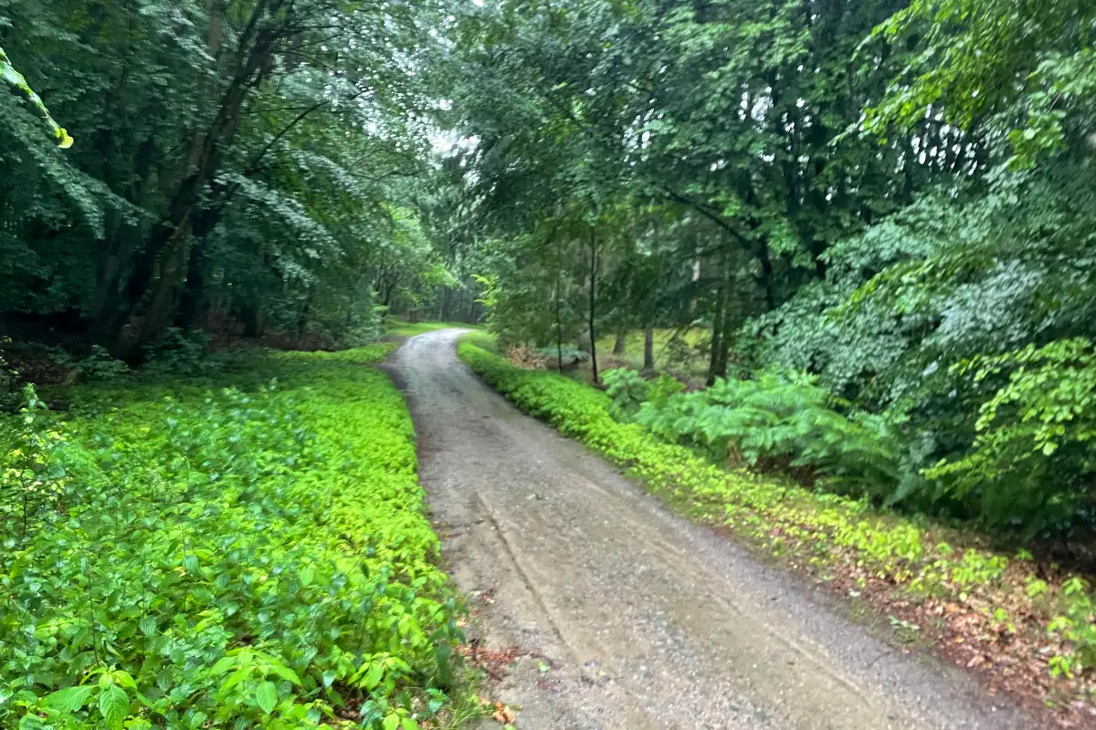 Waldweg im Regen