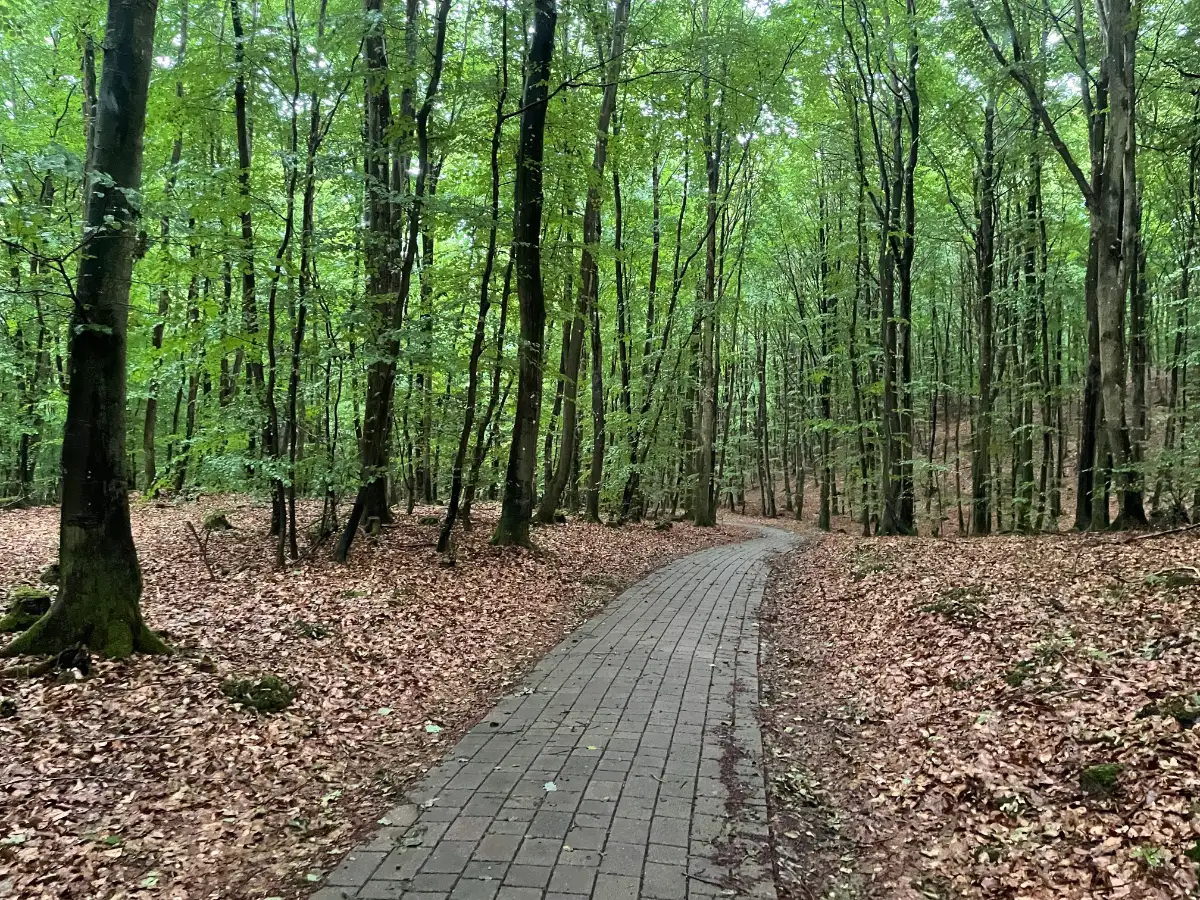 Gepflasterter Weg durch den Wald