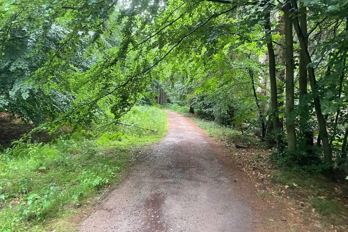 Waldweg im Regen mit tiefhängenden Ästen
